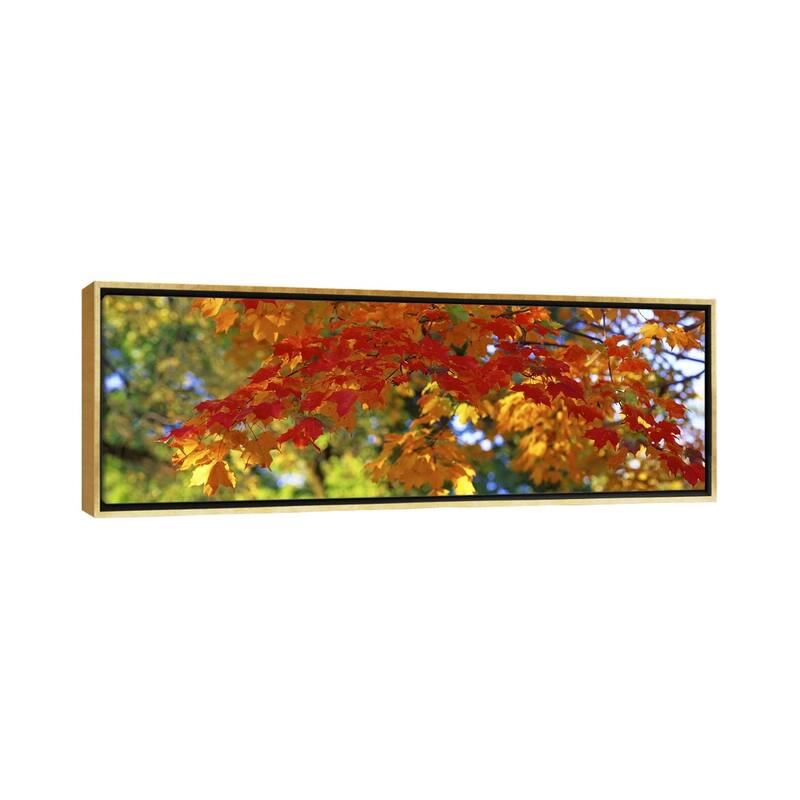 iCanvas "Fall Foliage, Guilford, Baltimore City, Maryland, USA" by Panoramic Images Framed